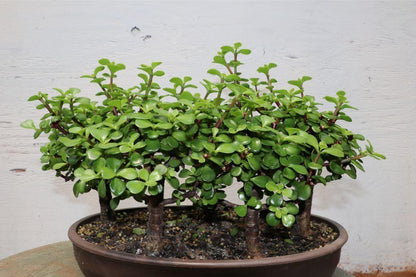 Baby Jade Bonsai Tree Forest – Jade