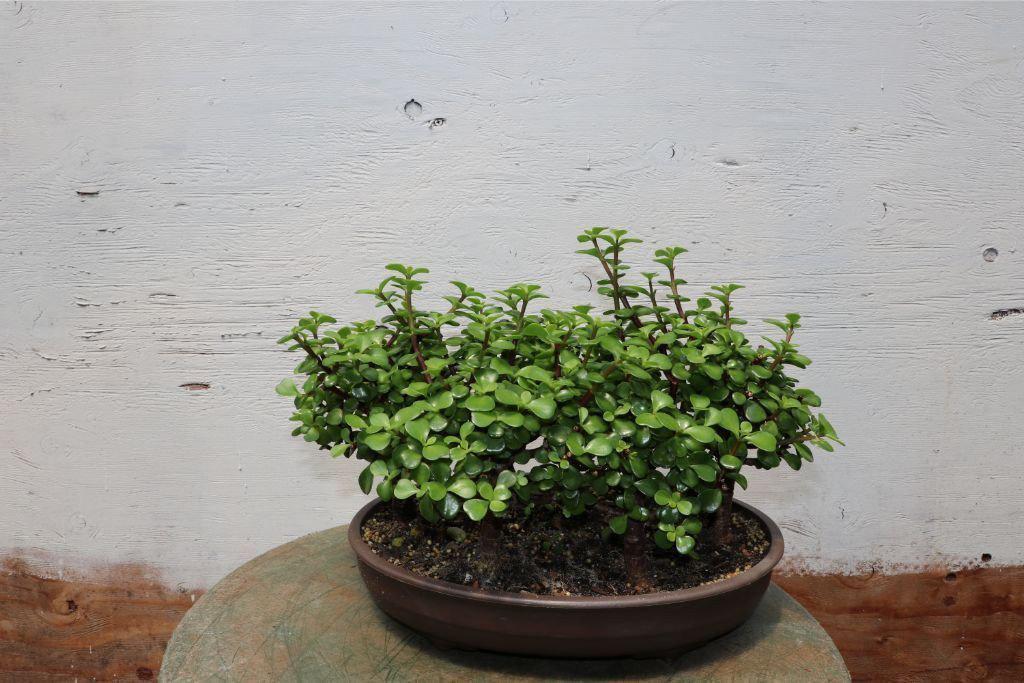 Baby Jade Bonsai Tree Forest – Jade