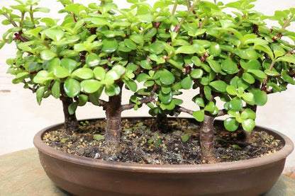 Baby Jade Bonsai Tree Forest – Jade