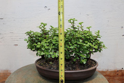 Baby Jade Bonsai Tree Forest – Jade