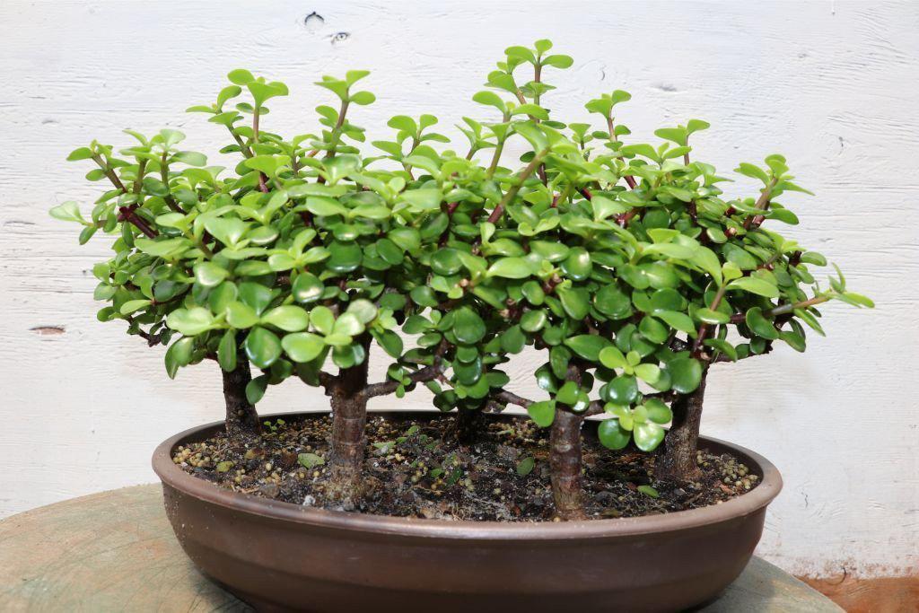 Baby Jade Bonsai Tree Forest – Jade