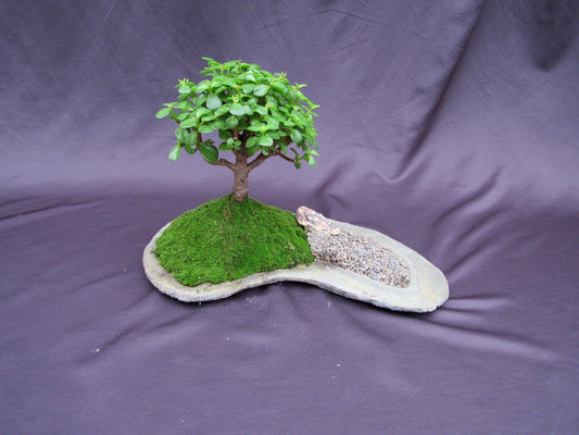 Baby Jade Bonsai Tree Planted On A Rock Slab – Jade