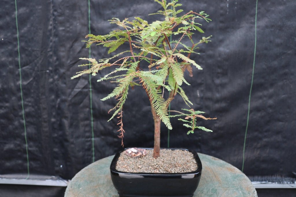 Bald Cypress Bonsai Tree – Cypress