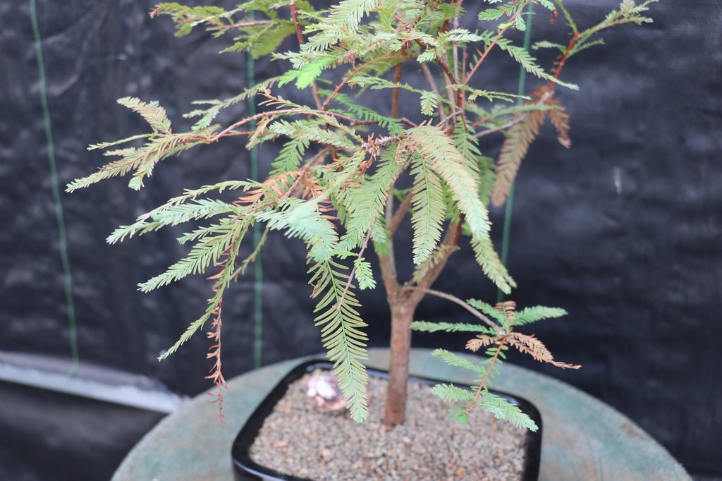 Bald Cypress Bonsai Tree – Cypress