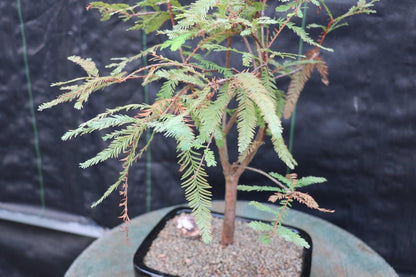 Bald Cypress Bonsai Tree – Cypress