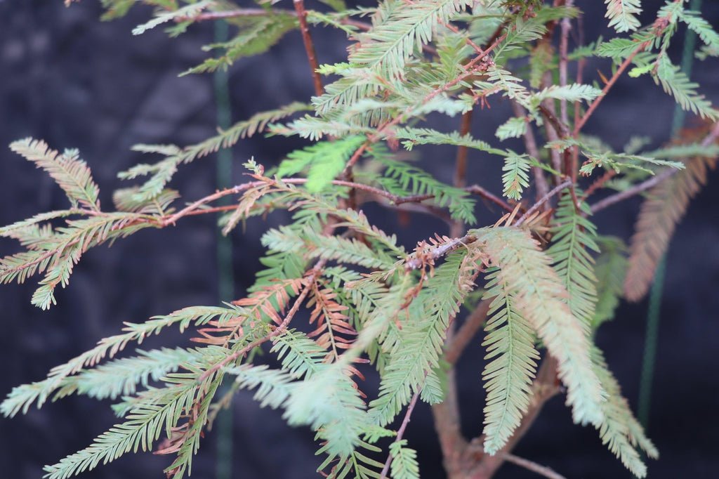 Bald Cypress Bonsai Tree – Cypress