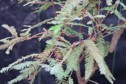Bald Cypress Bonsai Tree – Cypress