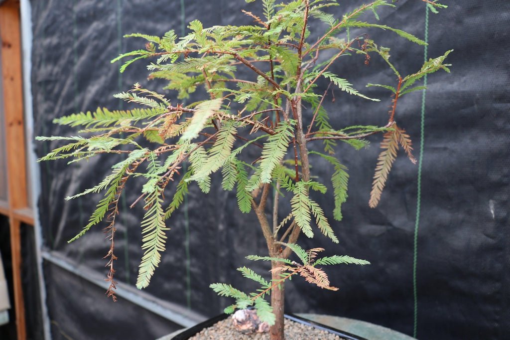 Bald Cypress Bonsai Tree – Cypress