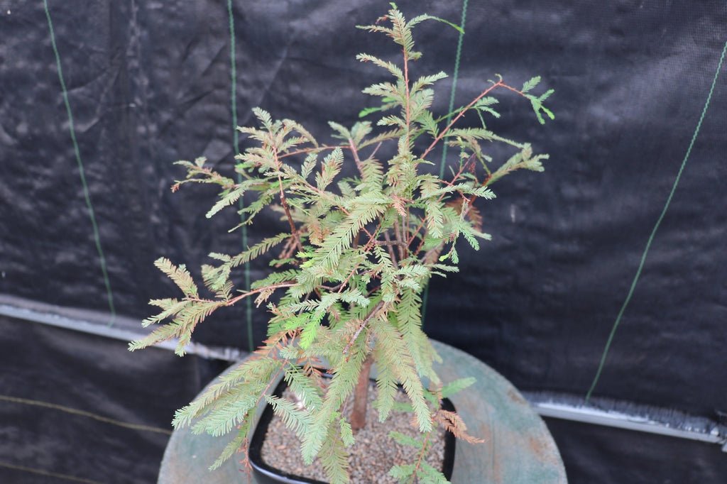 Bald Cypress Bonsai Tree – Cypress