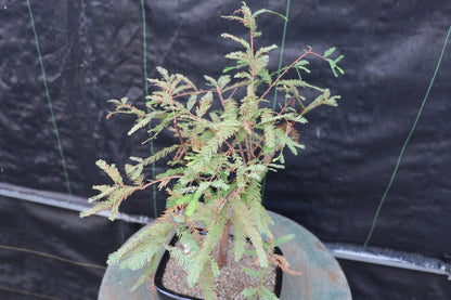 Bald Cypress Bonsai Tree – Cypress