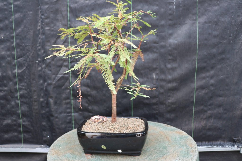 Bald Cypress Bonsai Tree – Cypress