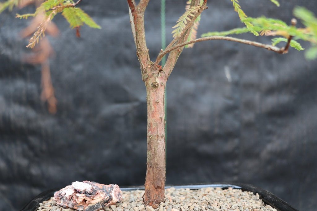 Bald Cypress Bonsai Tree – Cypress
