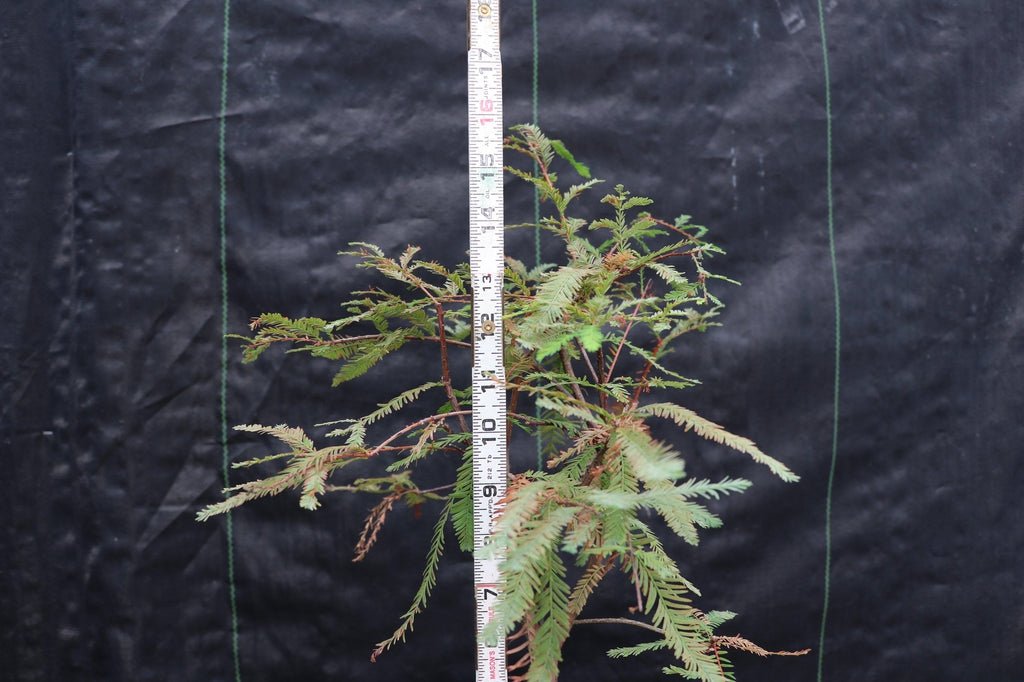 Bald Cypress Bonsai Tree – Cypress