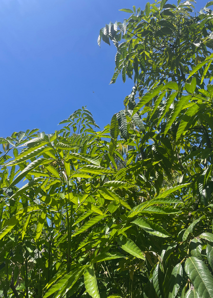 Bandicoot Berry (Leea indica)