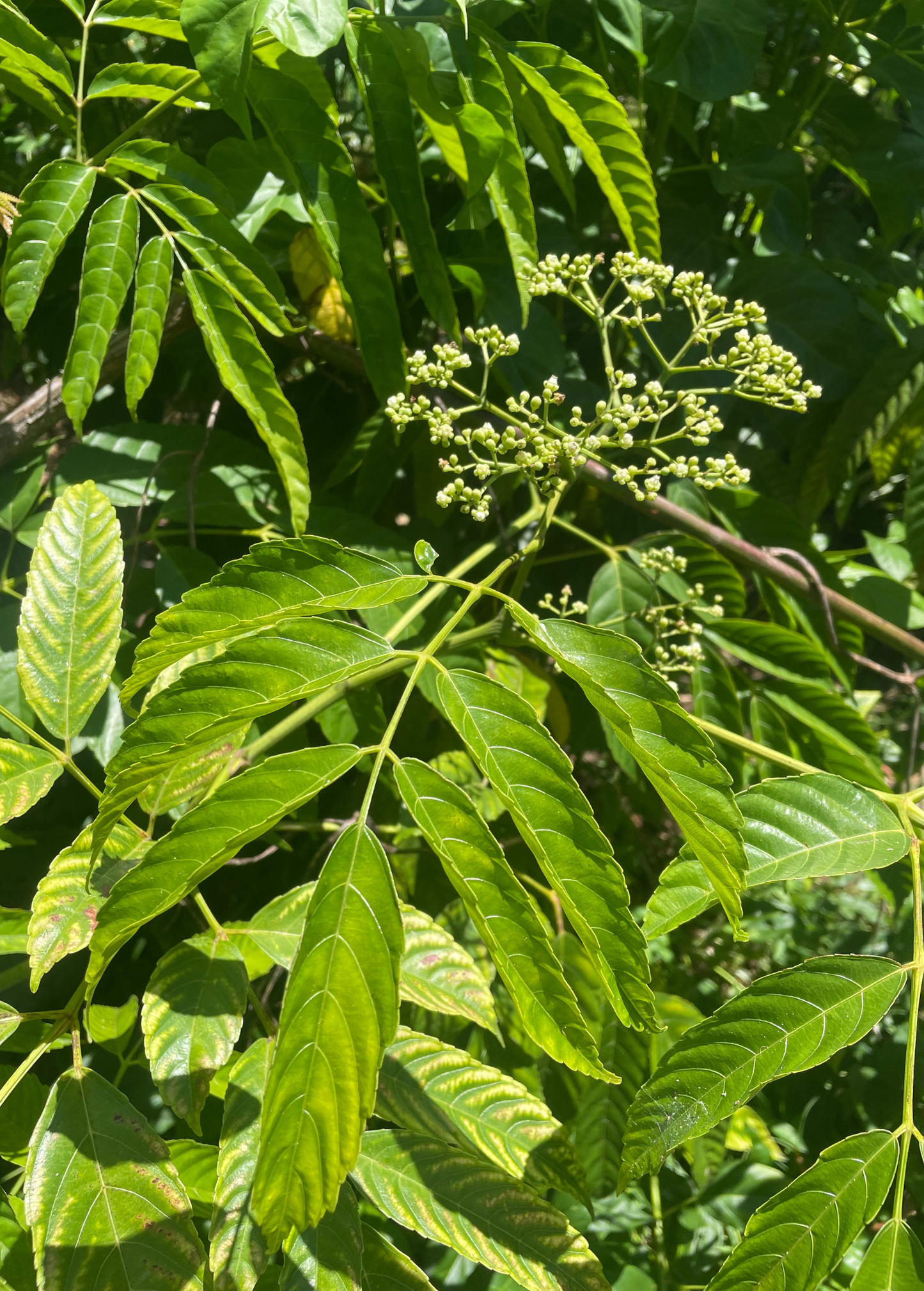 Bandicoot Berry (Leea indica)