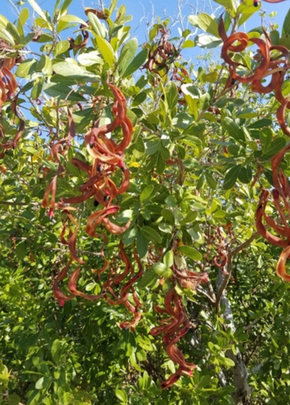 Black Bead (Pithecellobium keyense)