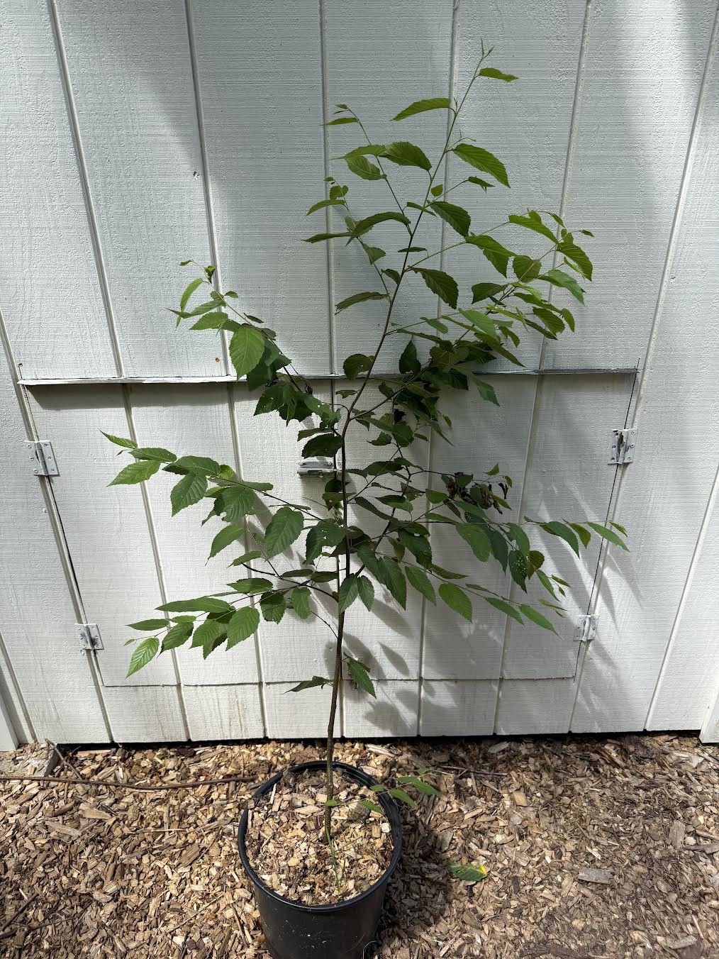 Black Birch ( Betula lenta ) Tree