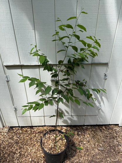 Black Birch ( Betula lenta ) Tree
