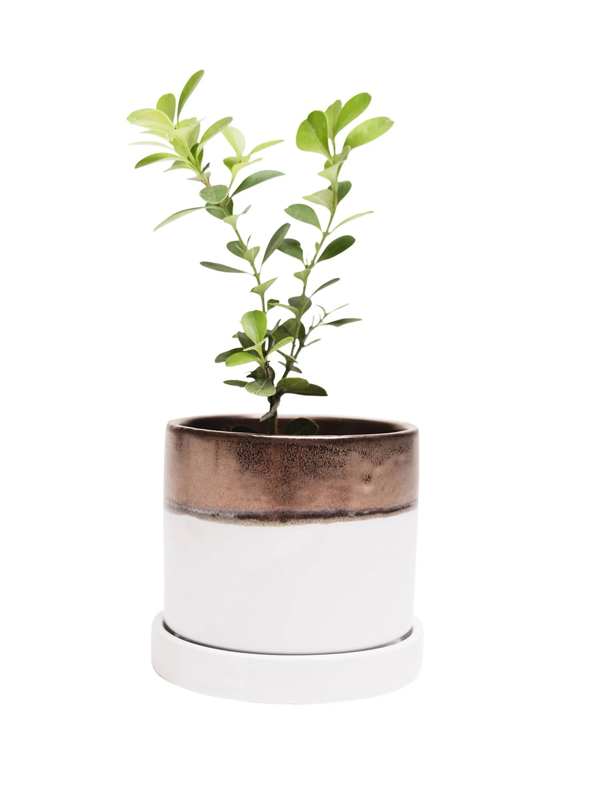 Bronze White Ceramic Plant Pot and Saucer – plant pot