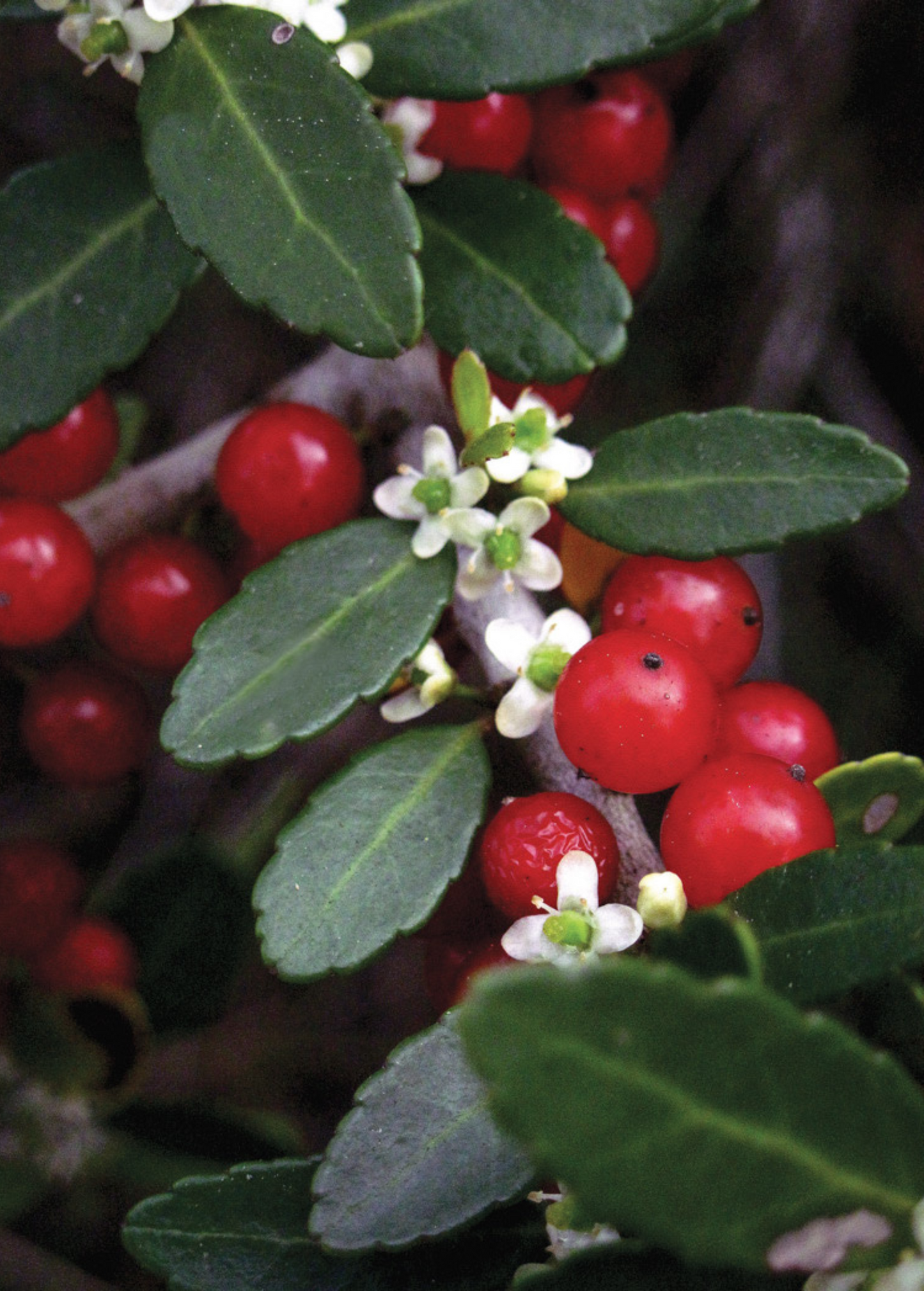 Yaupon Holly (Ilex vomitoria)