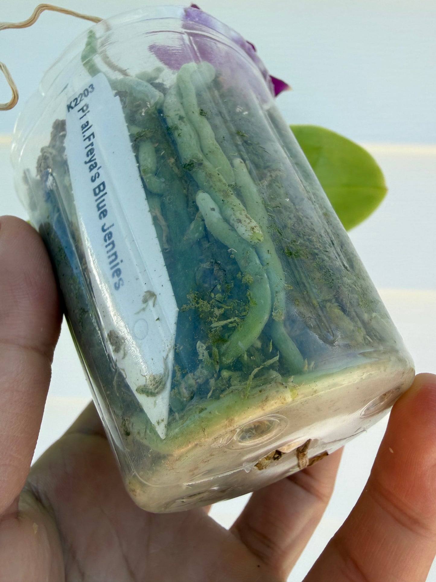 Phalaenopsis Freya’s Blue Jennies