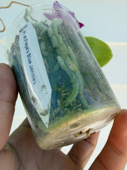 Phalaenopsis Freya’s Blue Jennies