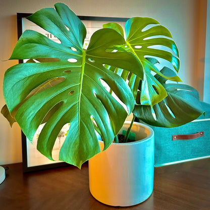Monstera deliciosa (Swiss Cheese Plant)