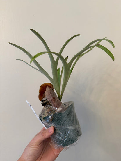 Platycerium alcicorne ‘Vassei’