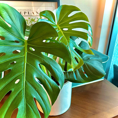 Monstera deliciosa (Swiss Cheese Plant)