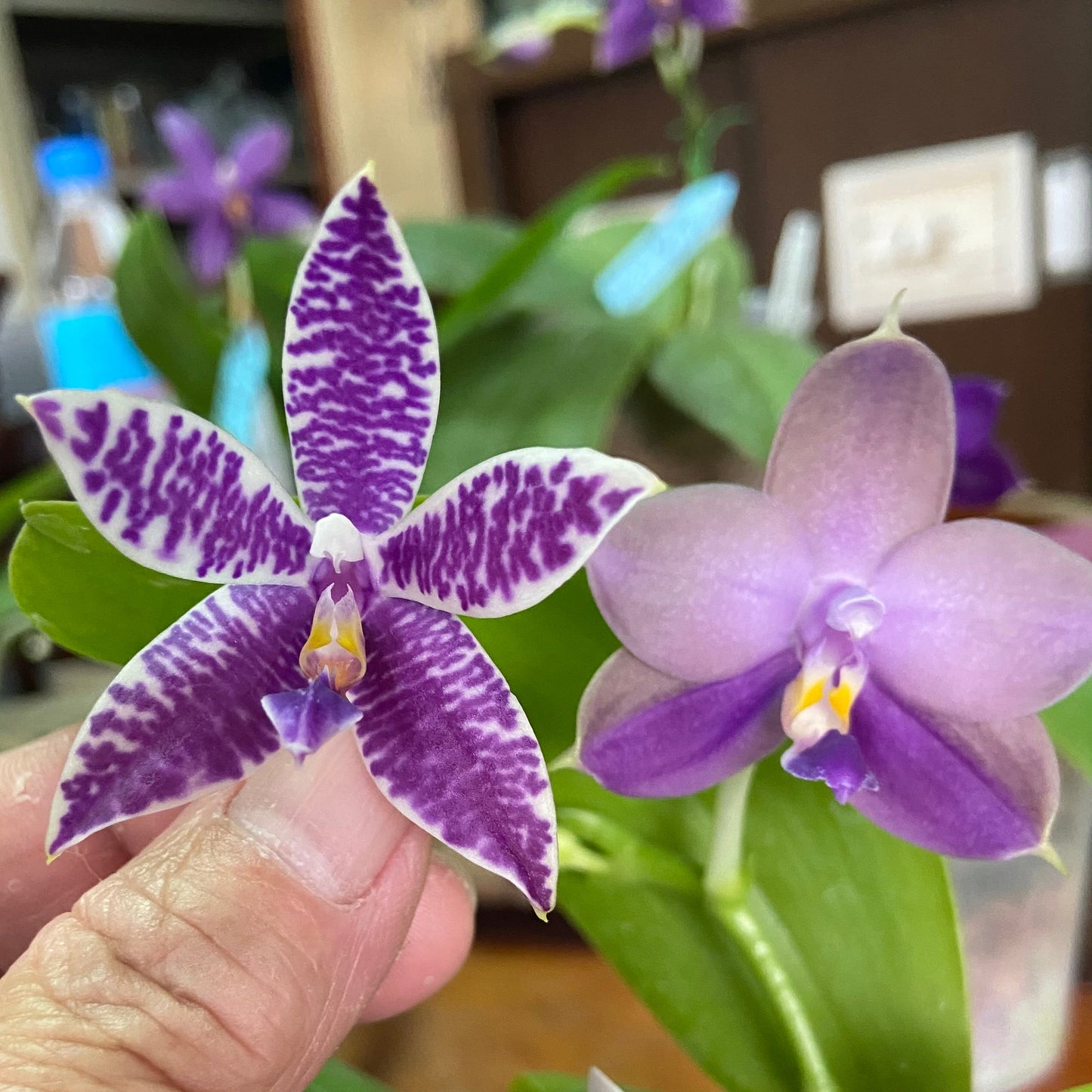 Phalaenopsis (Mainshow Blue Tint 321 x Mainshow Sapphire) QM437A