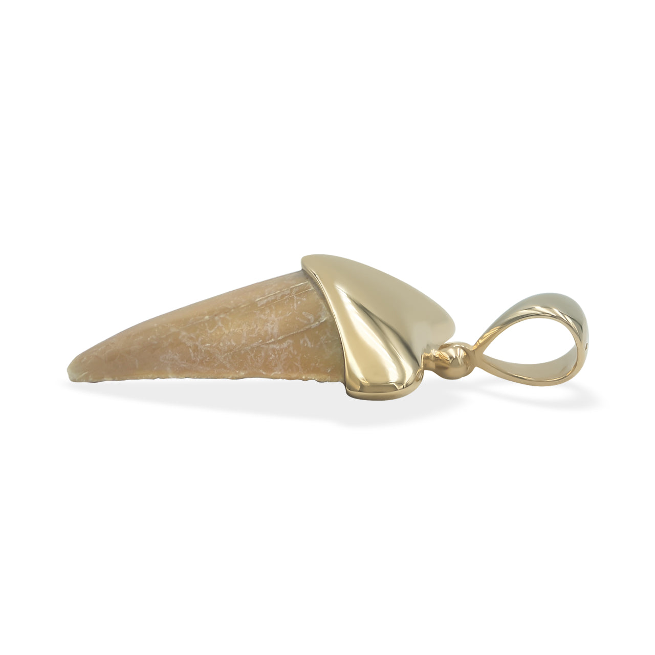 Starborn Creations 18k Gold Plated Brass Light Fossil Shark Tooth Pendant