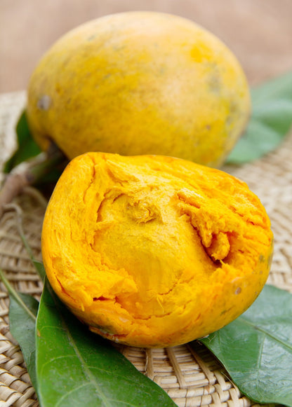 Canistel Seedling (Pouteria campechiana)