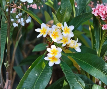 Plumeria Celadine Unrooted Cutting | 17–19" Multi-Tip Frangipani for Propagation – Plant Cutting