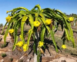 Yellow Dragon Fruit Plant – Live Pitaya Potted Cutting (8–12 Inch) | Grown in Florida – Plant Cutting