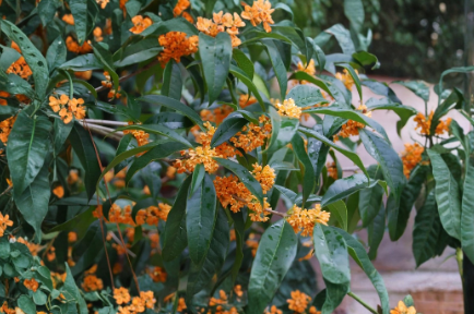 Apricot Echo Sweet Olive Osmanthus Fragrans Rooted Starter Plant Fragrant Evergreen Shrub for Garden or Container – Starter Plant