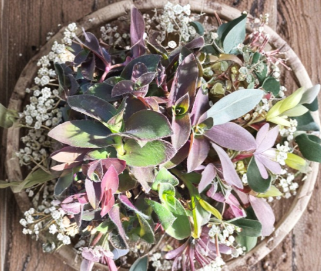 Purple Queen Cuttings | Tradescantia pallida | Set of 10 Unrooted – Plant Cutting