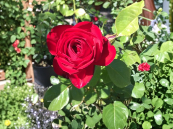 Kashmir Rose Cuttings – 6 Live Unrooted Cuttings for Propagation | Rosa 'Kashmir' – UNROOTED CUTTINGS