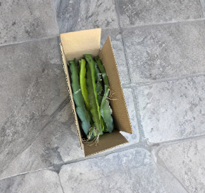 Dragon Fruit Cuttings for Sale | Unrooted Pitaya Cactus 8–12 Inch – UNROOTED CUTTINGS