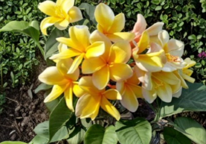 Unrooted Plumeria Cutting – Frangipani Stem for Propagation | Tropical Flowering Plant – Plant Cutting