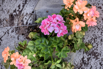 Pink Rosette Ivy Geranium – Live 6-Inch Pelargonium Cutting for Containers & Hanging Baskets – Plant Cutting