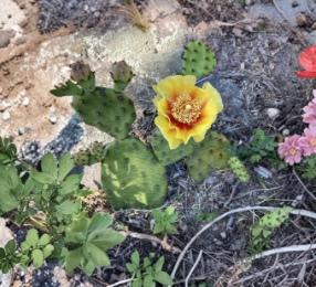 Opuntia Cespitosa Eastern Prickly Pear Cactus Pads – 5 Unrooted Cuttings for Propagation – UNROOTED CUTTINGS