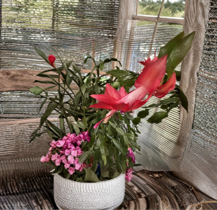 Red Christmas Cactus Cutting – Unrooted Schlumbergera truncata for Propagation – Plant Cutting