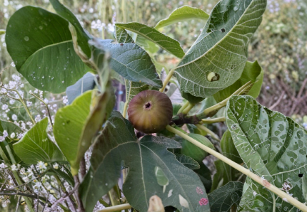 Olympian Fig Tree Cuttings – 10 Unrooted Ficus carica Stems for Grafting & Rooting – Plant Cutting