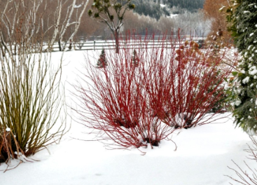 Red Twig Dogwood Cuttings – 40 Live Unrooted Cornus amomum Stems for Propagation – Plant Cutting