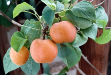 Chojuro Asian Pear Scionwood – 5 Fresh Scions for Grafting | Pyrus pyrifolia – Plant Cutting