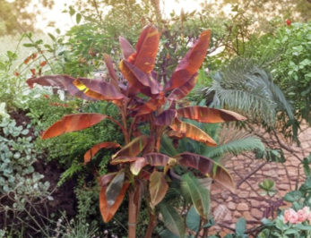 Siam Ruby Ornamental Banana Plant – Live Rooted Starter | Musa 'Siam Ruby' – Starter Plant