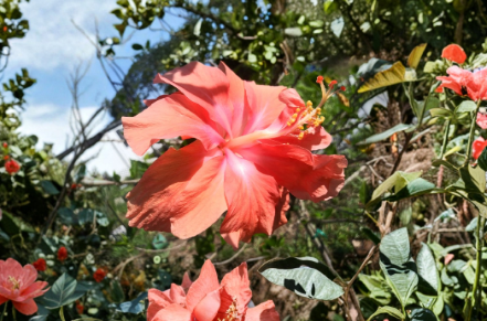 Double Hibiscus Unrooted Cuttings | Organic Flowering Shrub – Mixed Colors – Plant Cutting