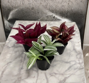 Tradescantia Plant Pack of 3 – Live Zebrina, Albiflora & Burgundy Houseplants in 2" Pots – Starter Plant