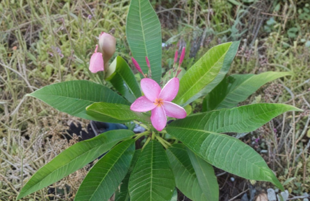 Plumeria Single Tip Cutting 8–10 Inch Unrooted Frangipani Plant for Propagation – Plant Cutting