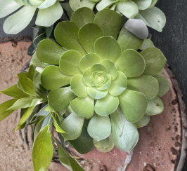 Aeonium Arboreum Succulent Cuttings | Set of 3 Unrooted Rosettes (3–10 Inch) – Succulent Cutting